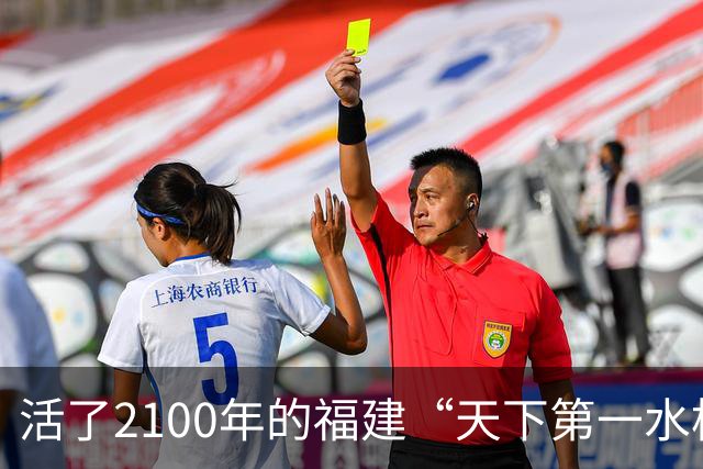 活了2100年的福建“天下第一水松”正濒临死亡？当地：这几年一直在救